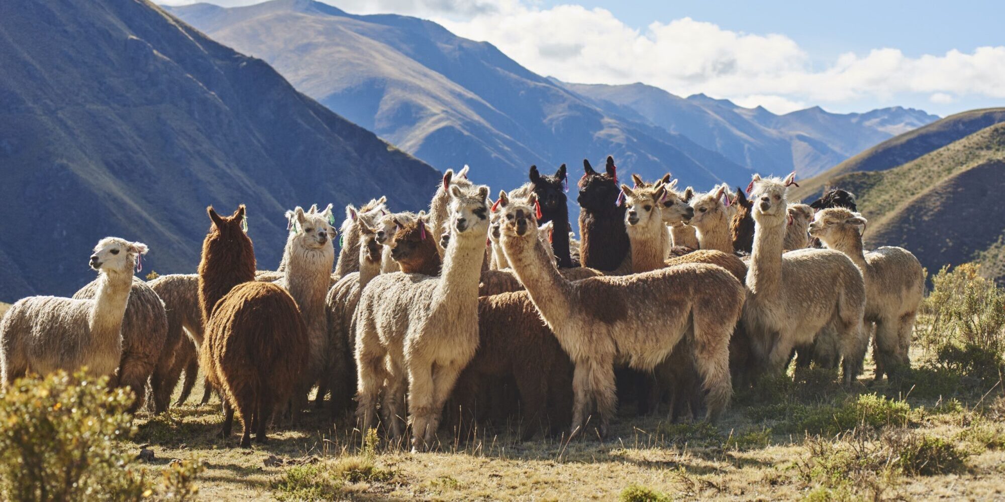 muchas alpacas frente un paisaje andino